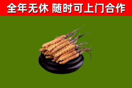依安回收散虫草