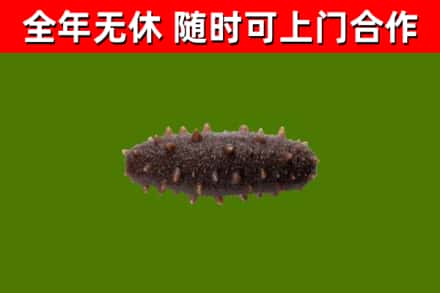 依安烟酒回收干海参.jpg